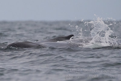 Humpback Whales (Megaptera novaeangliae)_Banana Island, Freetown Peninsula (Sierra Leone)