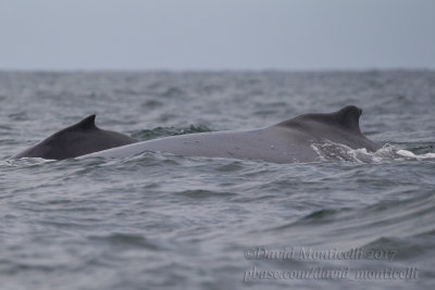 Humpback Whales (Megaptera novaeangliae)_Banana Island, Freetown Peninsula (Sierra Leone)