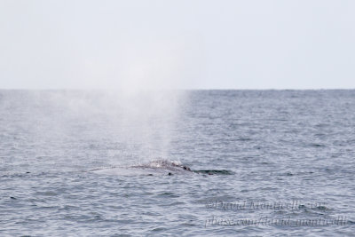 Humpback Whale (Megaptera novaeangliae)_Banana Island, Freetown Peninsula (Sierra Leone)