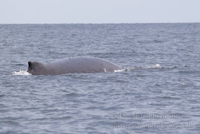 Humpback Whale (Megaptera novaeangliae)_Banana Island, Freetown Peninsula (Sierra Leone)