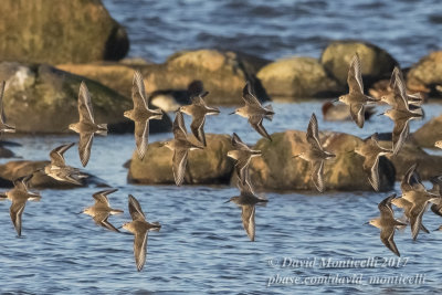 Red-necked Stint (Calidris ruficollis)(1st winter) with Dunlins_Vejbystrand, Skane (Sweden)