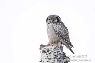 Northern Hawk Owl (Surnia ulula)_Skane (Sweden)
