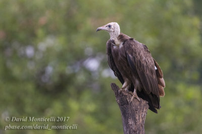 Hooded Vulture (Necrosyrtes monachus)_Freetown Golf Course (Sierra Leone)