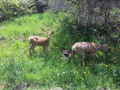 Deer in Ouray