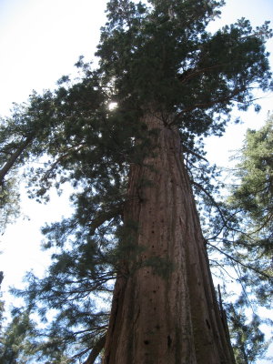 Tuolume Grove of Seqouias