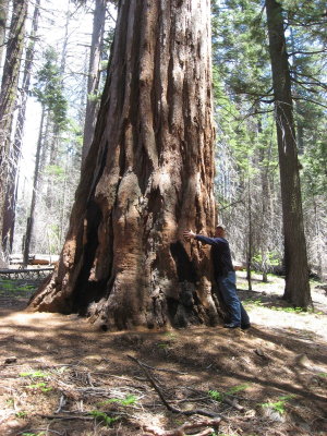 Tuolume Grove of Seqouias