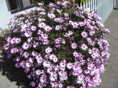 Flowers in Crescent Beach