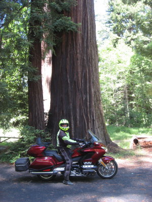 Anouther big tree off hwy 101