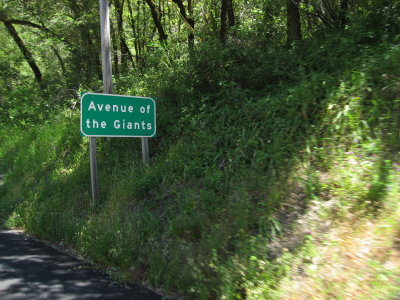 Avenue of the Giants