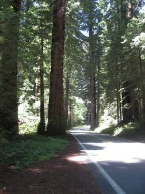 Avenue of the Giants