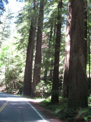 Avenue of the Giants