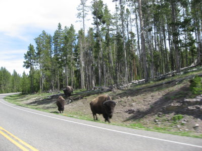 Yellowstone Park