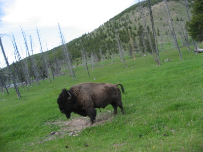 Yellowstone Park