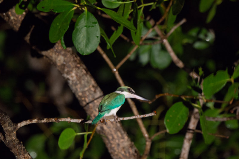 white collared kingfisher in the mangroves, Brunei River