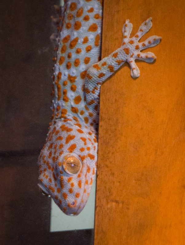 Tokay gecko, Langkawi