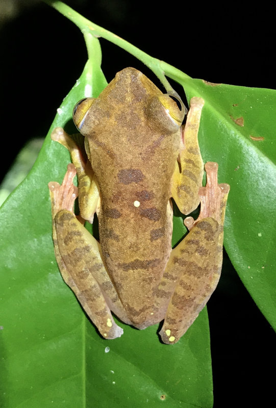 Harlequin flying frog (Rhacophorus pardalis), Kubah