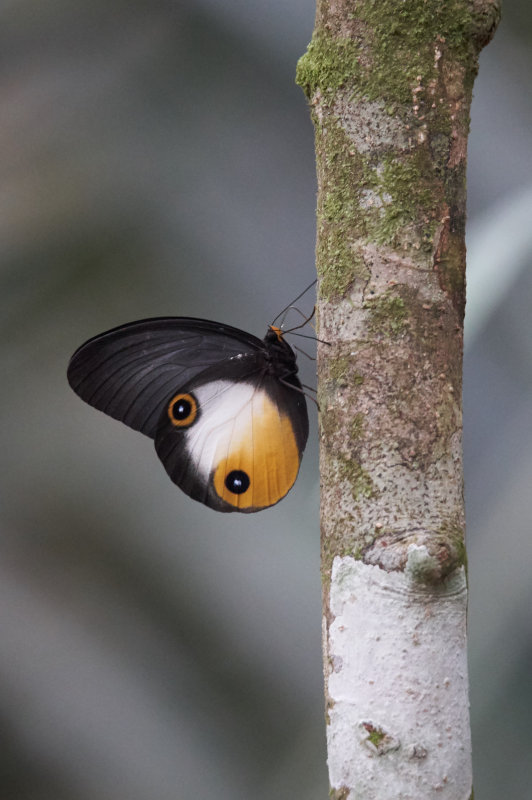 Amathusiid Butterfly (Taenaris myops), Varirata