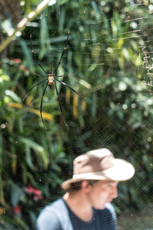 Portrait of Stewart McPherson with golden orb weaver