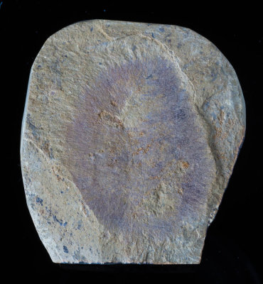 China Chengjiang Lower Cambrian Allantospongia mica Rigby and Hou 1995, 33 mm