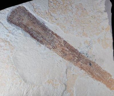 Leptomitus bellilineata, 155 mm individual, Marjum Formation, Middle Cambrian, Millard County, Utah