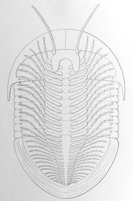 Restoration of Isotelus gigas, Fig. 9 in Raymond (1920), based on Walcott's thin sections and a specimen from Ohio.