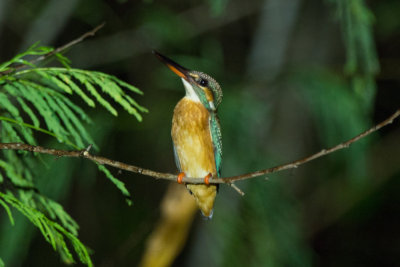 Common Kingfisher in the mangroves, Brunei River