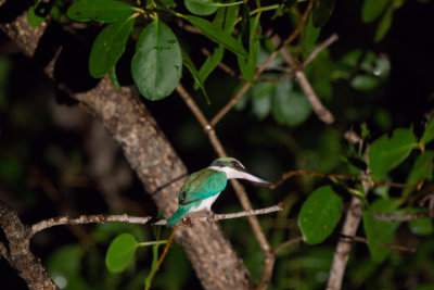 white collared kingfisher in the mangroves, Brunei River