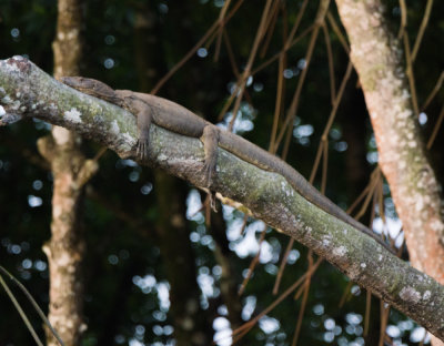 Monitor lizard in the mangroves, Brunei River