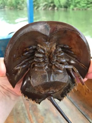 Mangrove horseshoe crabs on the Brunei River