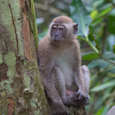 Macaque, Selangor