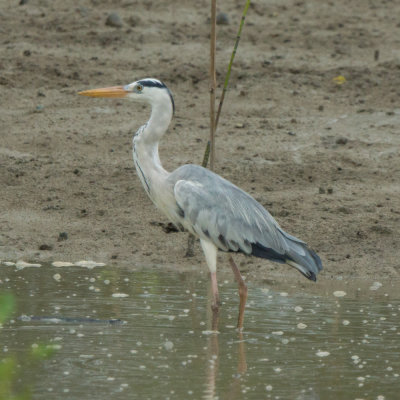 Grey heron, Selangor