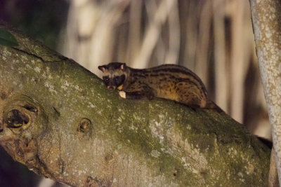 Asian palm civet, KLCC park