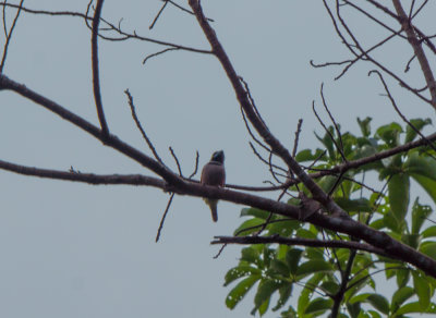 Fraser rainbird 1.jpg