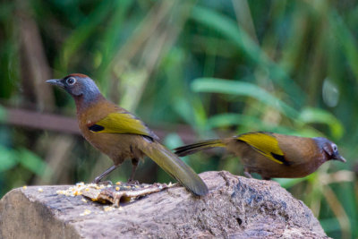 Malayan laughing thrush.jpg