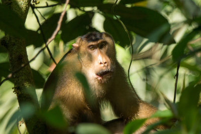 Sunda pigtailed macaque