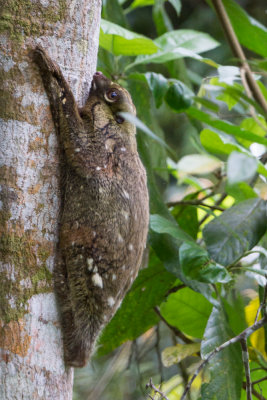 Fraser colugo