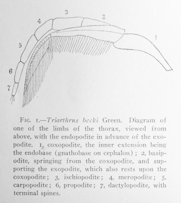 Reconstruction of Triarthrus biramous appendage by Raymond (1920).