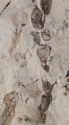 Serially segmented fossils of Palaeocymopolia silurica, Kalana Quarry, Estonia. Field of view 3 cm high
