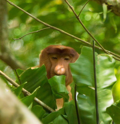 Proboscis monkey, Bako