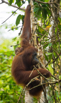 Orangutan, Semenggoh