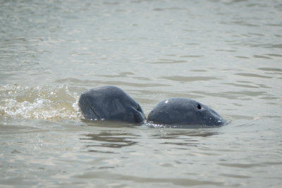 Irrawaddy dolphin, Santubong river mouth