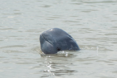 Irrawaddy dolphin, Santubong river mouth