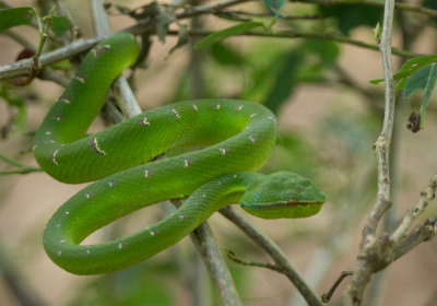 Pitviper, Bako