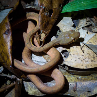 Black-headed cat snake, Kubah