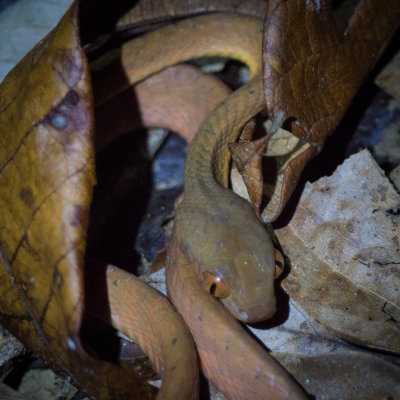 Black-headed cat snake, Kubah