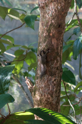 Black-eared squirrel, Nanga Sumpa