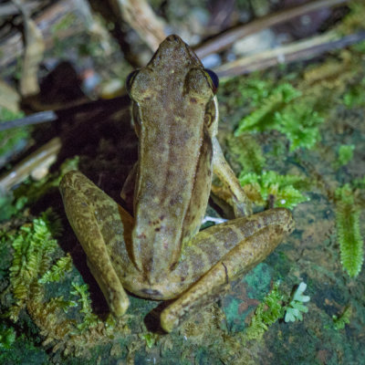 Narrow-headed torrent frog (Meristogenys stenocephalus), Kubah