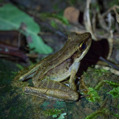 Narrow-headed torrent frog (Meristogenys stenocephalus), Kubah