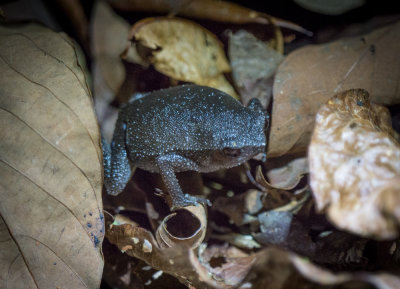 Sticky frog (Kalophrynus sp), Kubah
