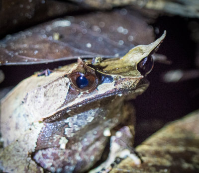 long-nosed horned frog (Megophrys nasuta), Kubah